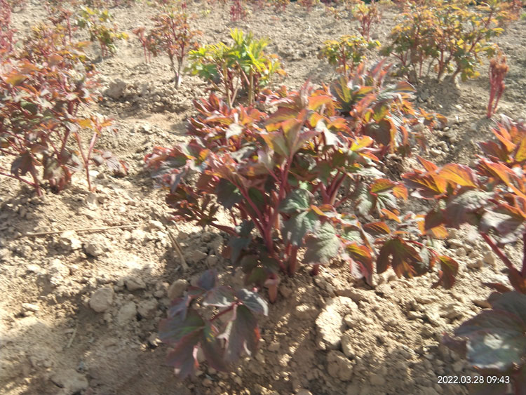 不知道菏泽牡丹花苗哪里有卖的？牡丹花农来了！.jpg