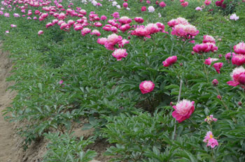 找牡丹/芍药鲜花、鲜切花？这里花农自销！