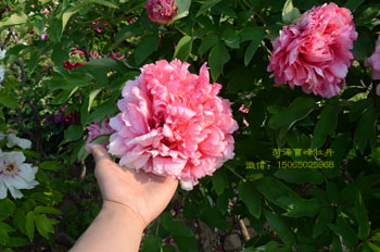 成武鲜花批发：牡丹鲜花、芍药鲜花批发