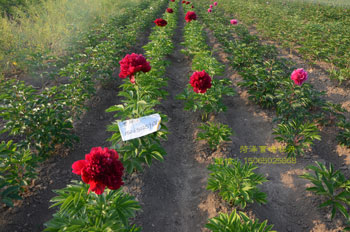 成武花卉：牡丹芍药花，苗圃直销