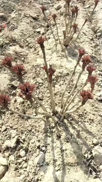 菏泽三月牡丹开花吗？