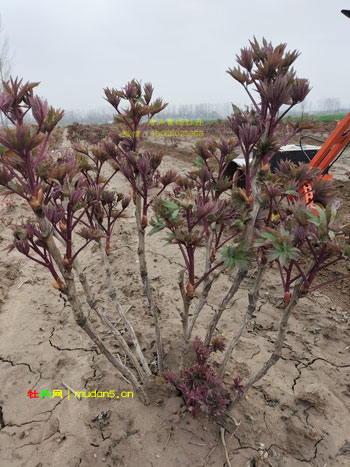 菏泽牡丹花开了吗？3月19日大田牡丹现状