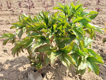 芍药苗圃实拍：珊瑚落日芍药花苗