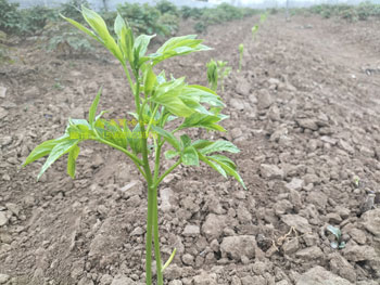 黄金轮芍药价格是多少钱一棵？