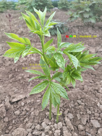 芍药名贵品种黄金轮花苗图片大全