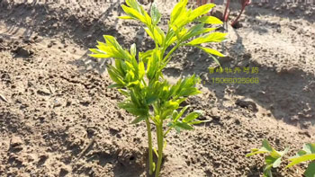 黄金轮芍药苗是怎样的？