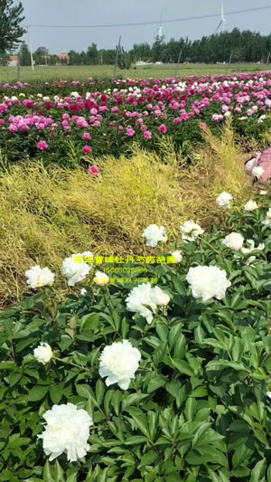 菏泽曹峰牡丹芍药苗圃地址电话号码多少