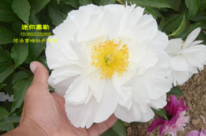 白色芍药——迷你塞勒芍药花